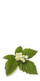 La reine des prés (Spiraea ulmaria) : le draineur anti-cellulite